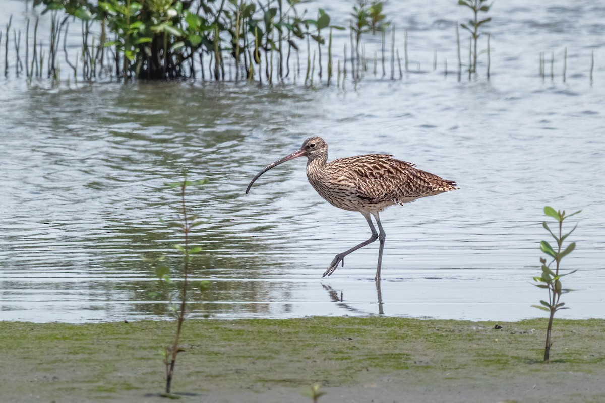 Far Eastern Curlew - Sean Melendres