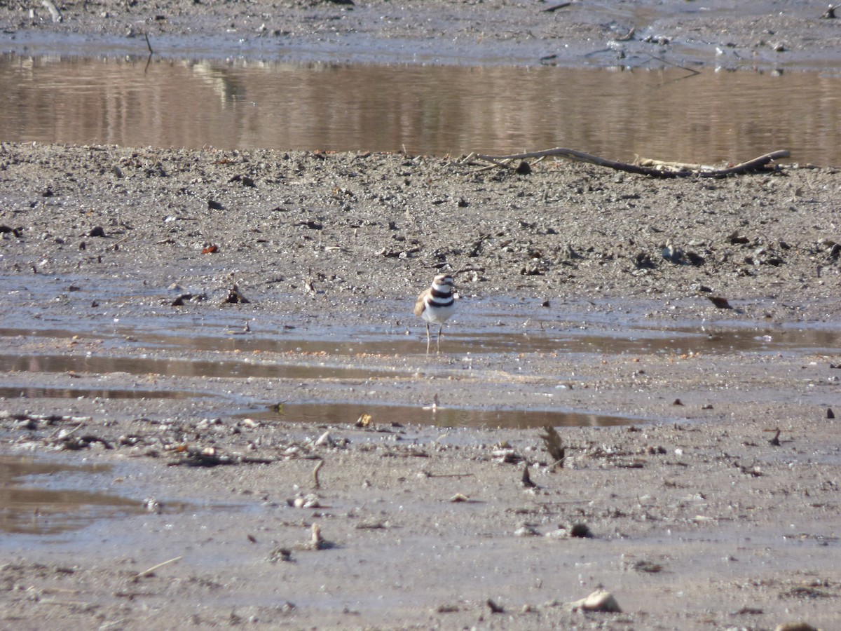 Killdeer - Evan Coates