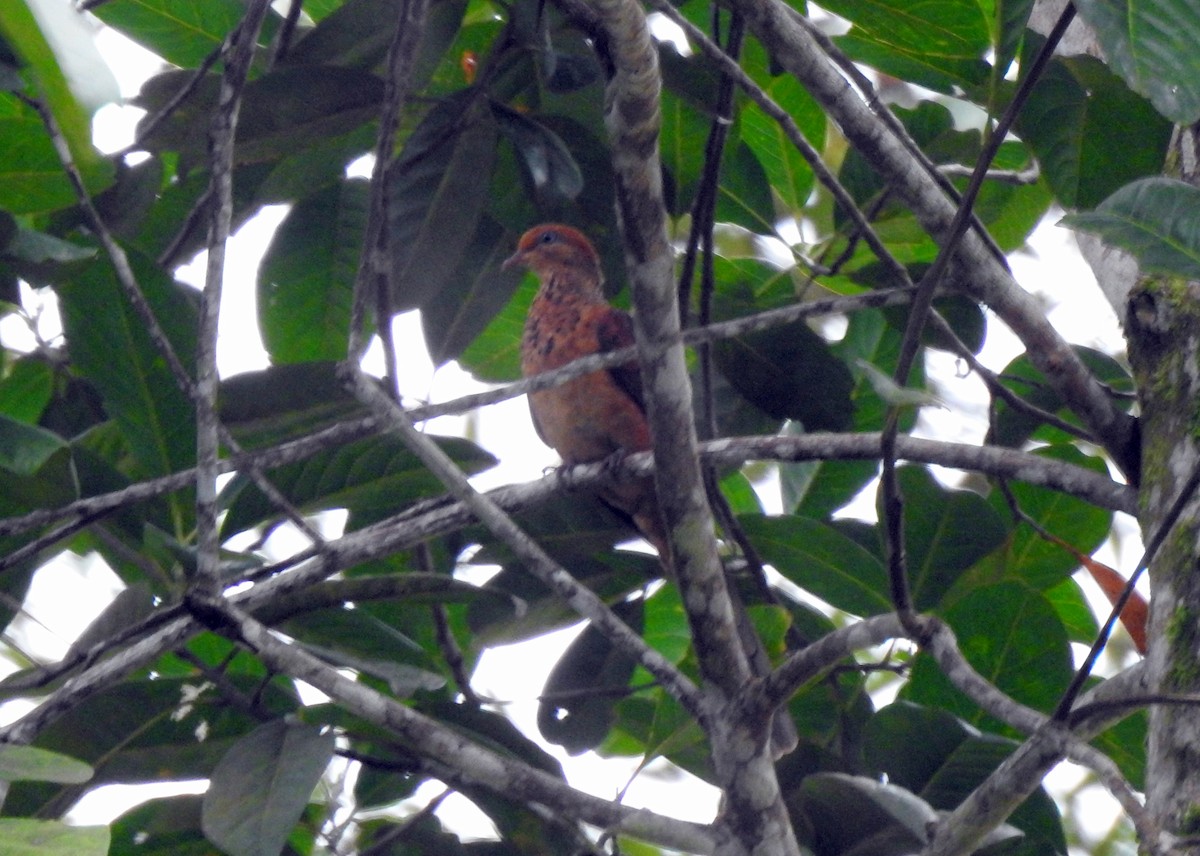 Little Cuckoo-Dove - ML500675791