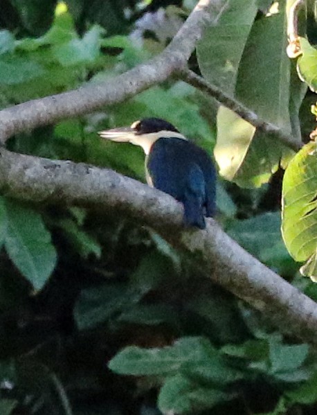 Melanesian Kingfisher - ML500676891