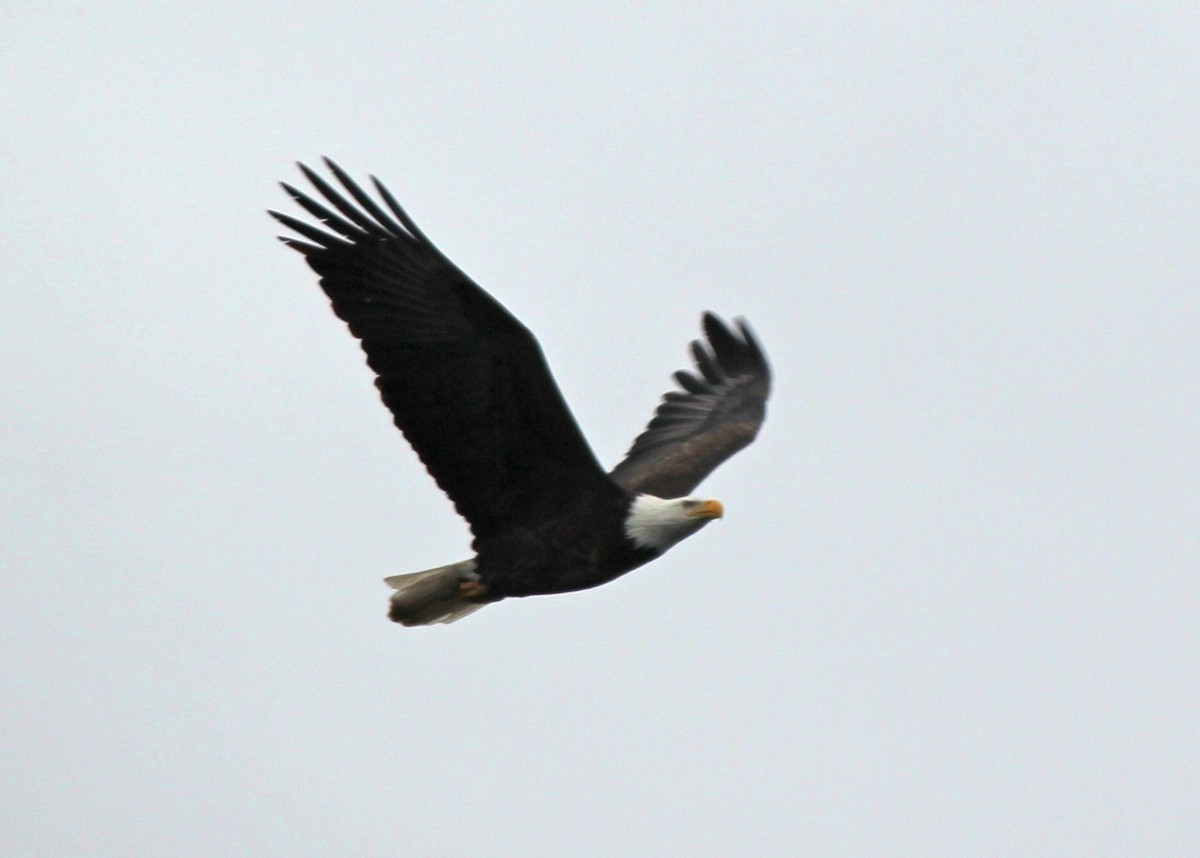 Bald Eagle - Andrew S. Aldrich