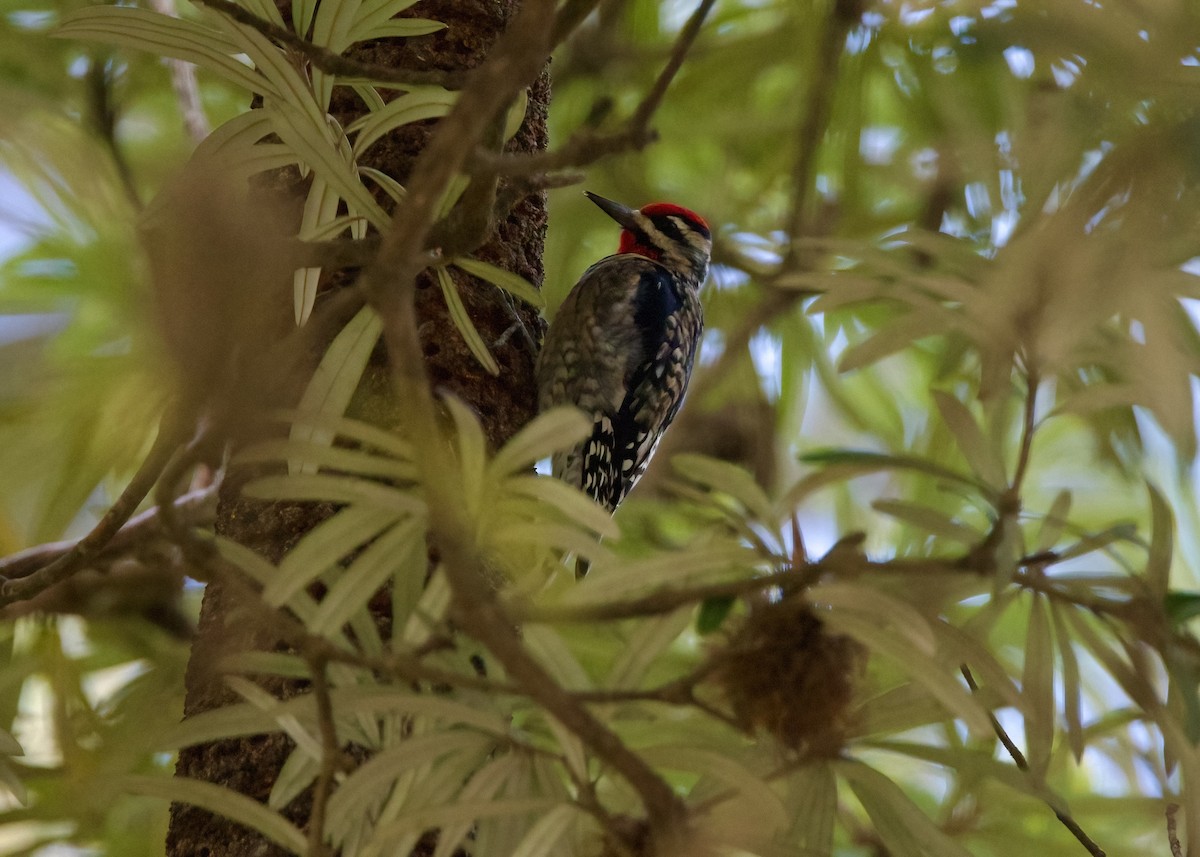 Yellow-bellied Sapsucker - Rachel Lawrence