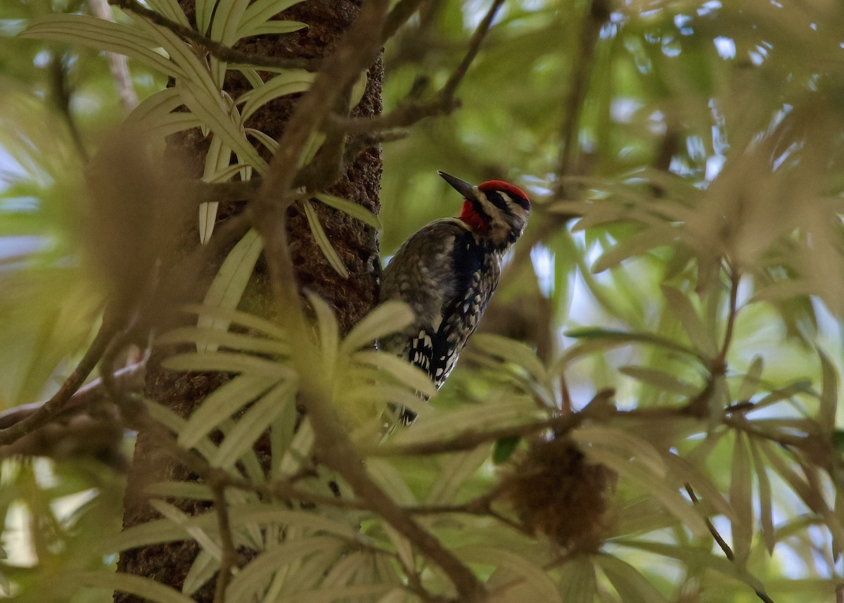 Yellow-bellied Sapsucker - ML500678301