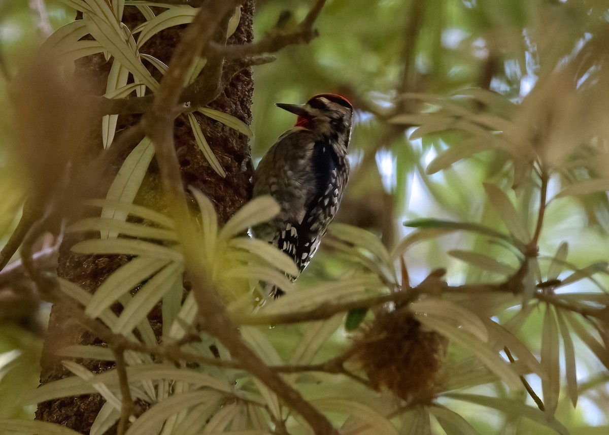 Yellow-bellied Sapsucker - ML500679181