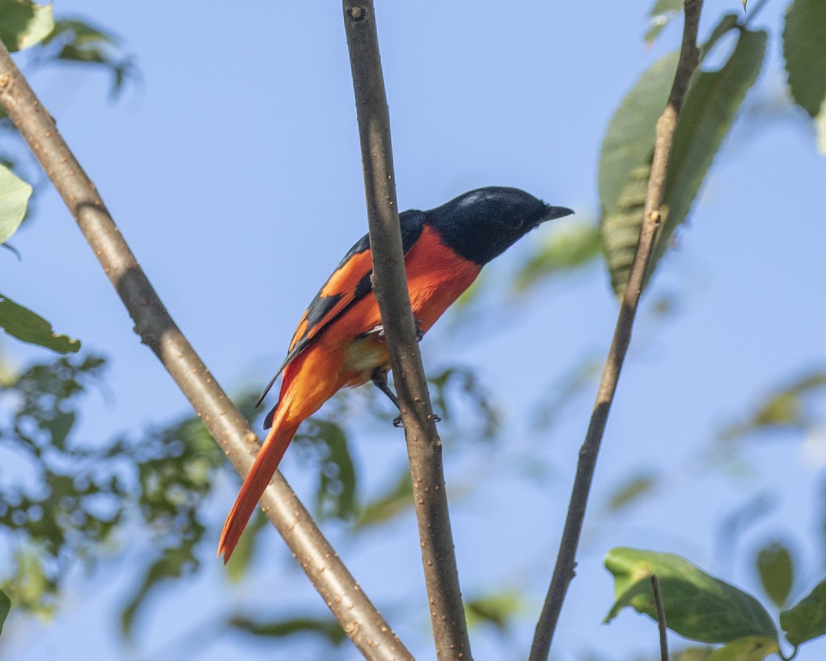 Scarlet Minivet - Paul Farrell