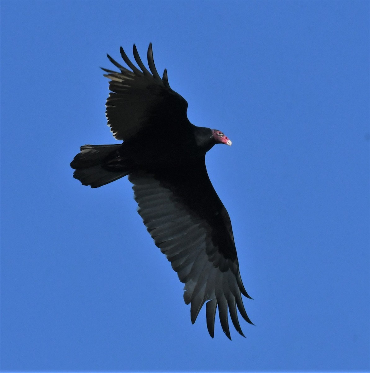 Turkey Vulture - ML500681631