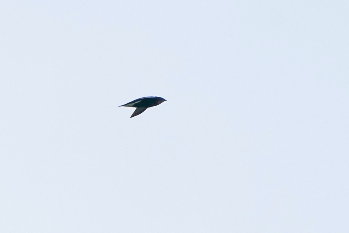 Silver-backed Needletail - ML500681861