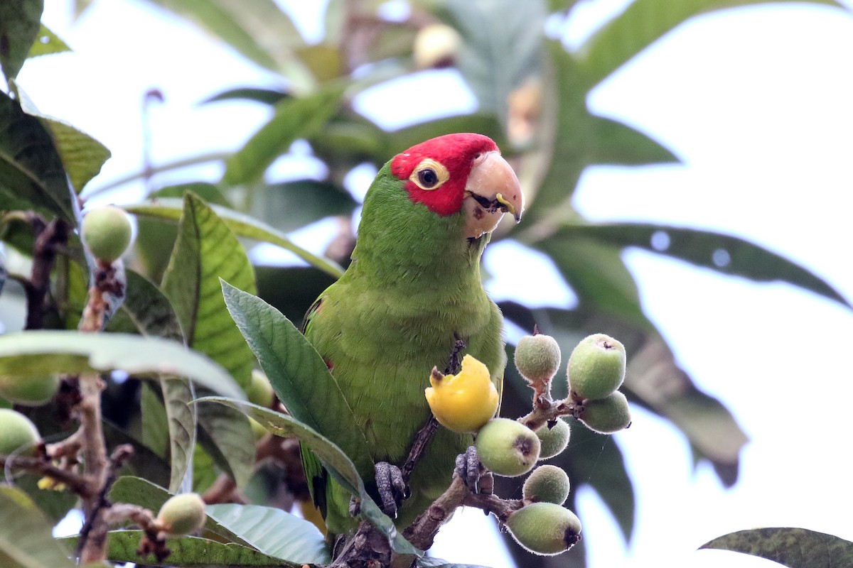 Conure à tête rouge - ML50068371