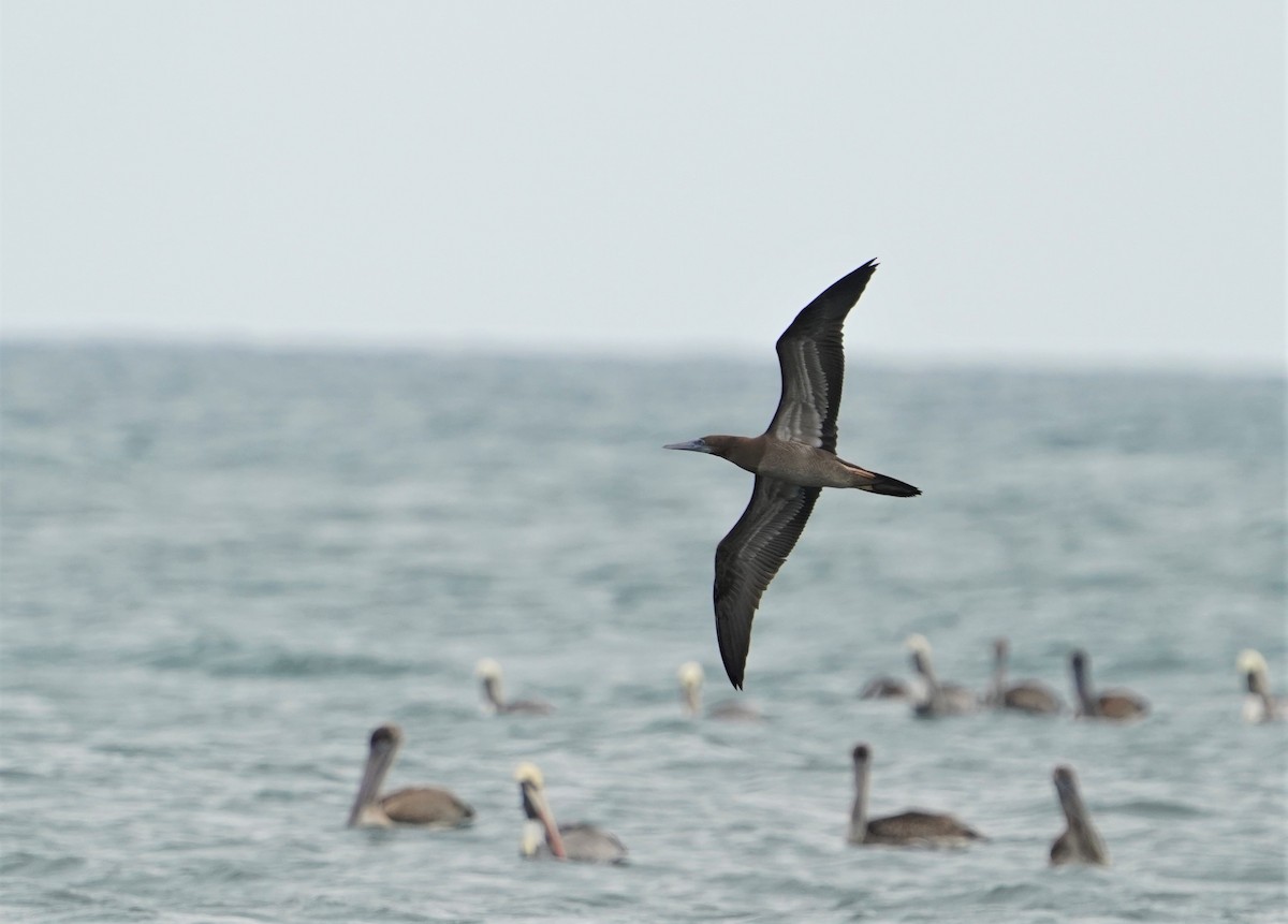 Brown Booby - ML500683791