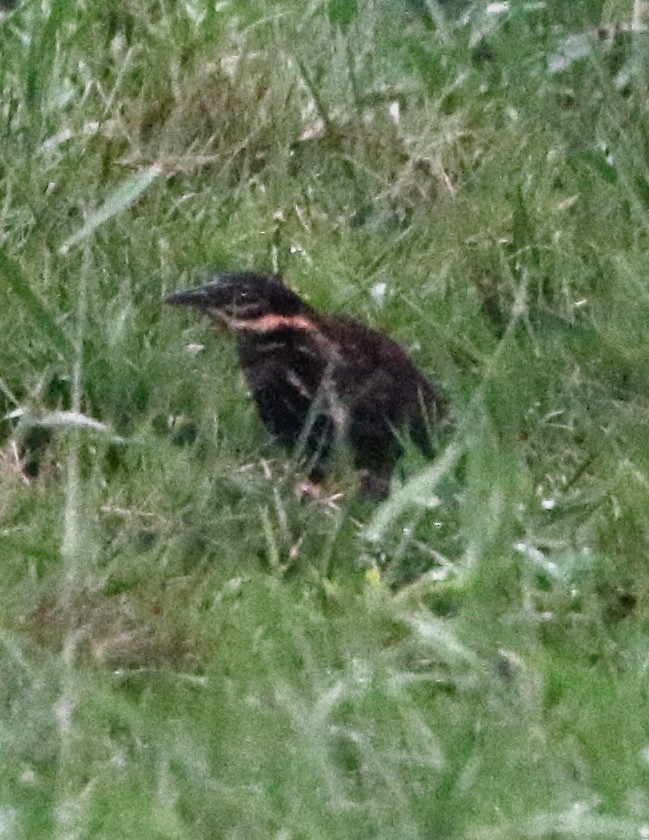 Black Bittern - ML500683871