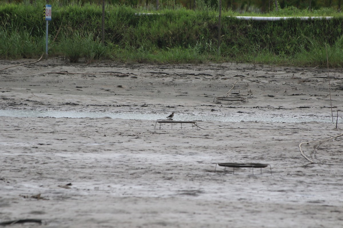 Oriental Pratincole - ML500684331