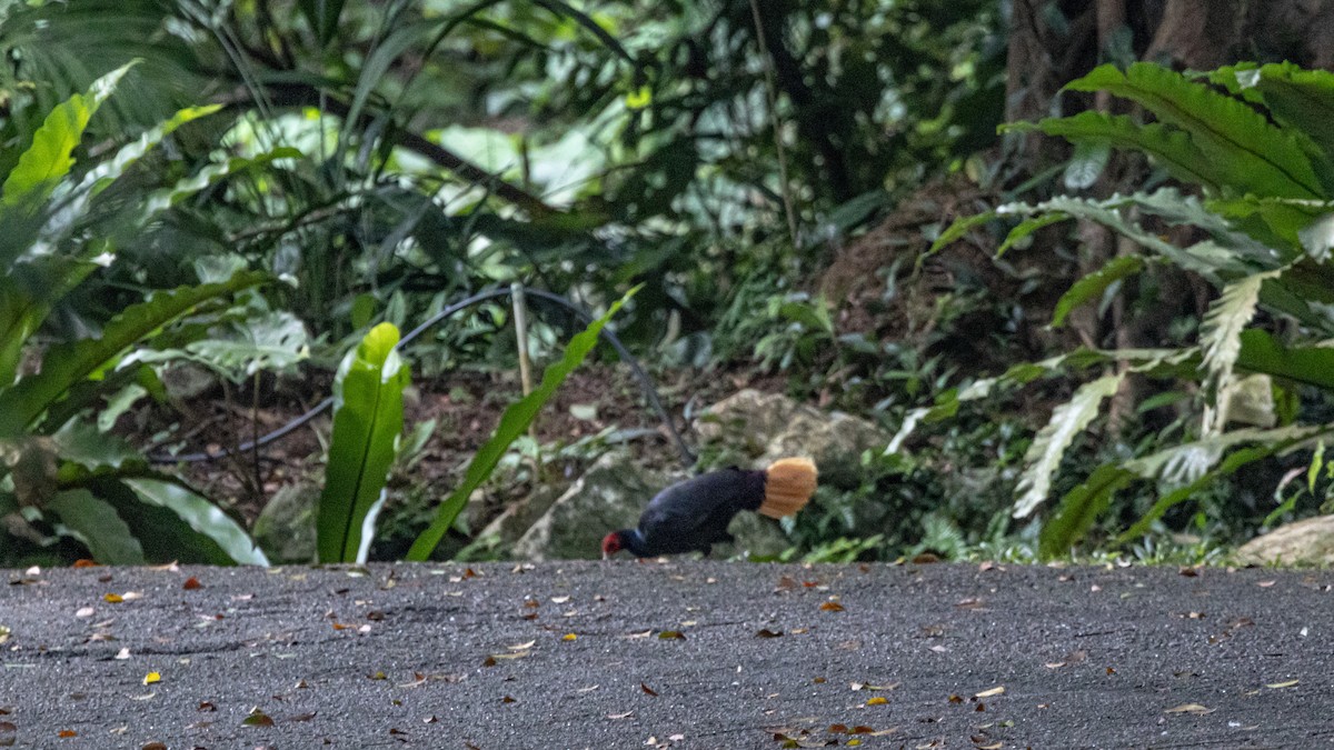 Malayan Crestless Fireback - ML500685391