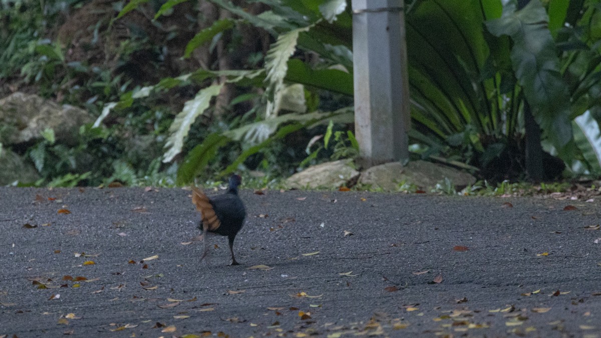 Malayan Crestless Fireback - ML500685431