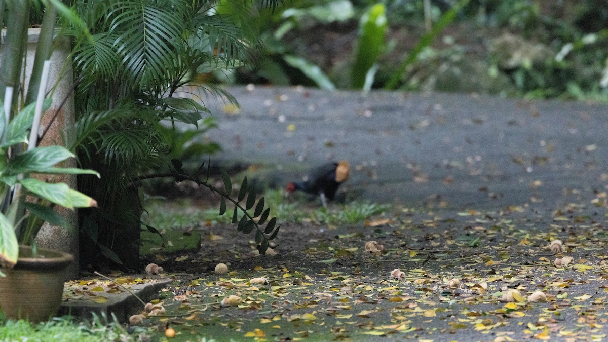 Malayan Crestless Fireback - ML500685451