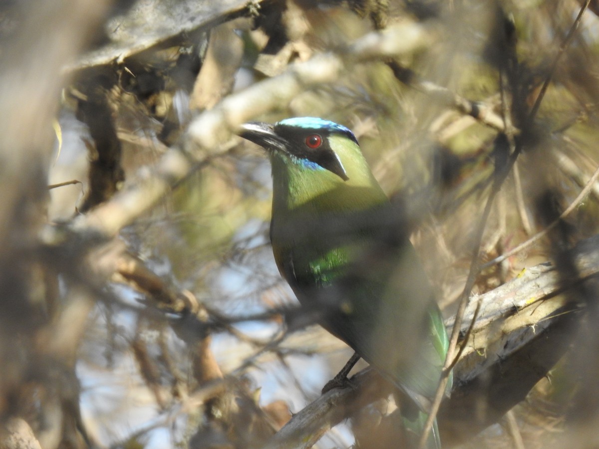 momot houkavý (ssp. argenticinctus) - ML500685561