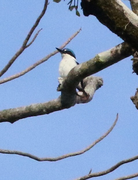 Martin-chasseur à dos blanc - ML500685891