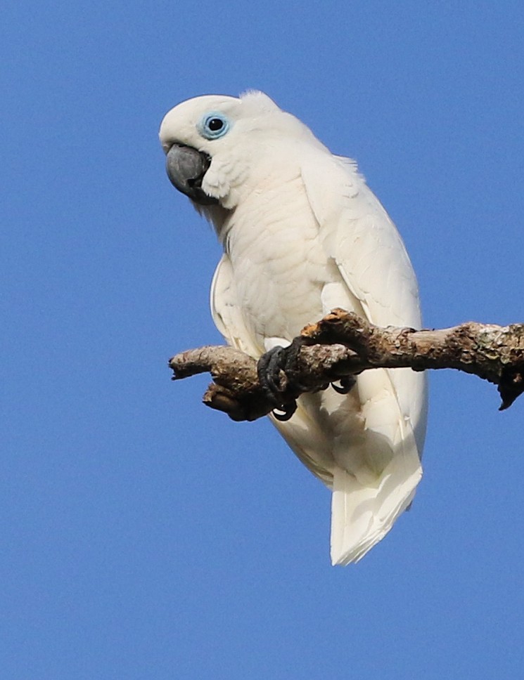 Blue-eyed Cockatoo - ML500686201