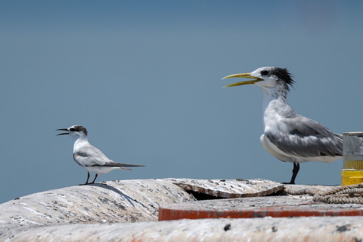 Little Tern - Harn Sheng Khor