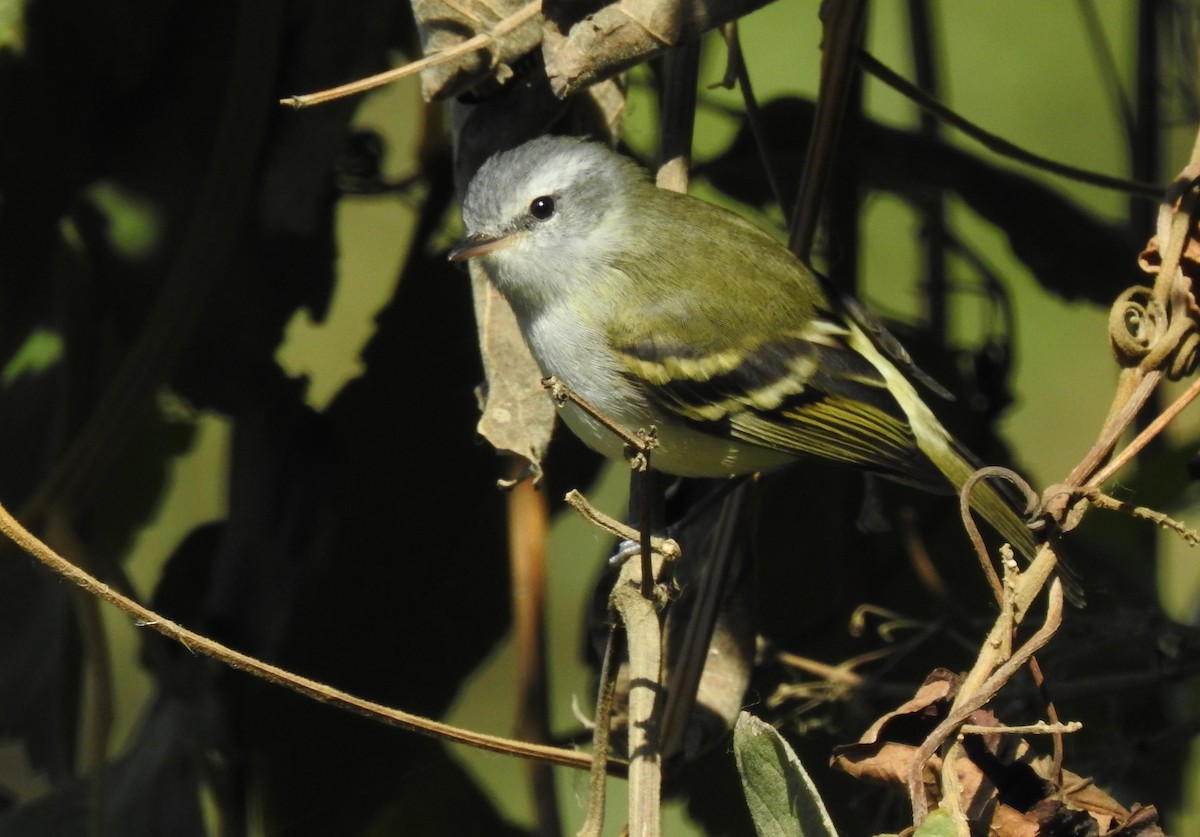 White-tailed Tyrannulet - ML500686661