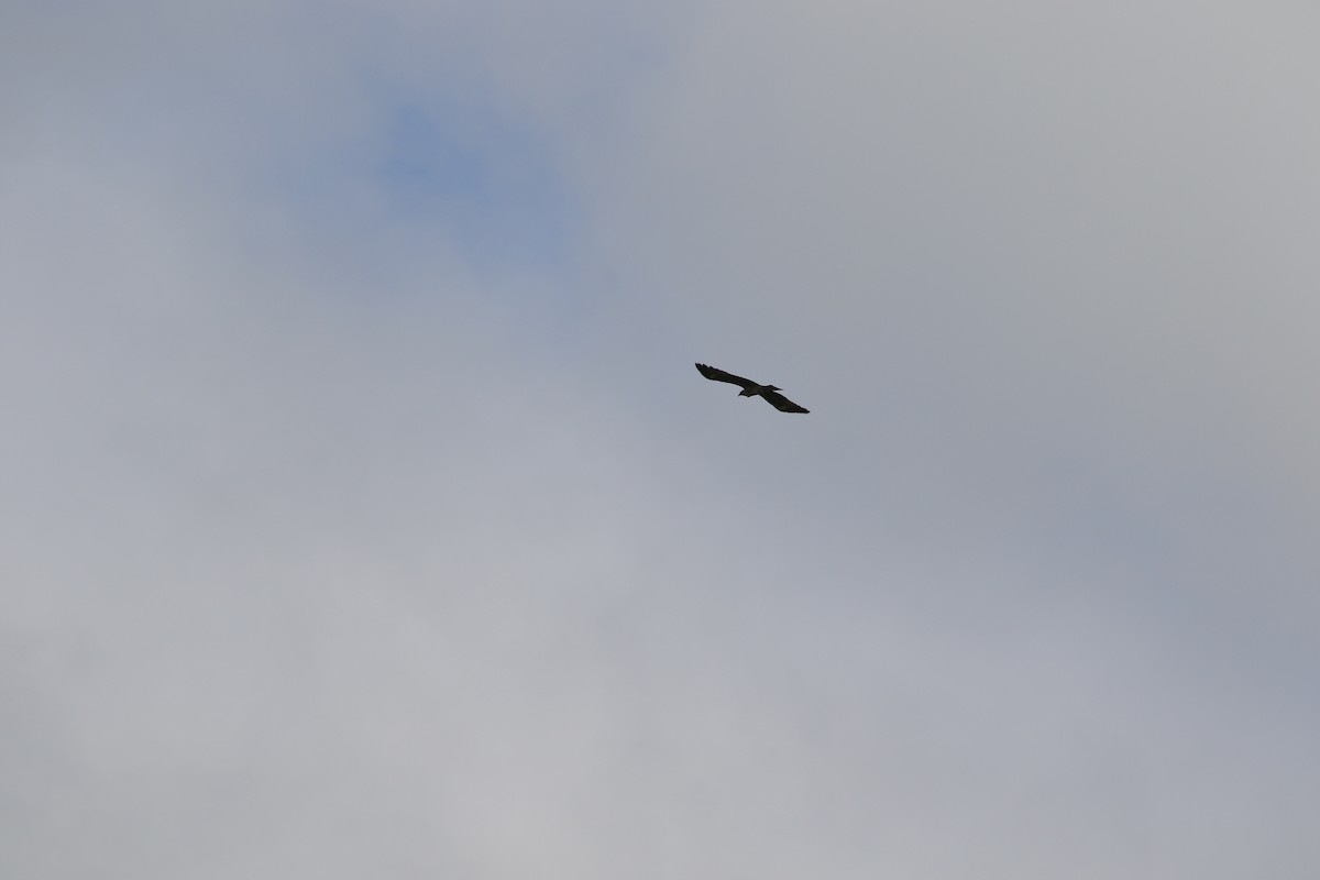 Black Kite - ML500687611