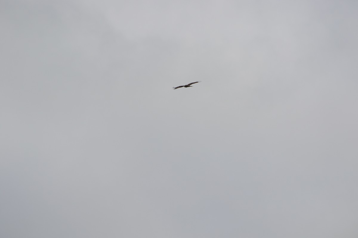 Black Kite - ML500687671