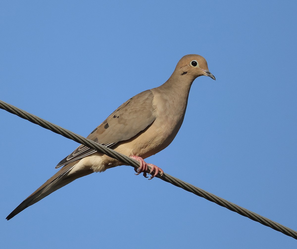 Mourning Dove - ML500688971