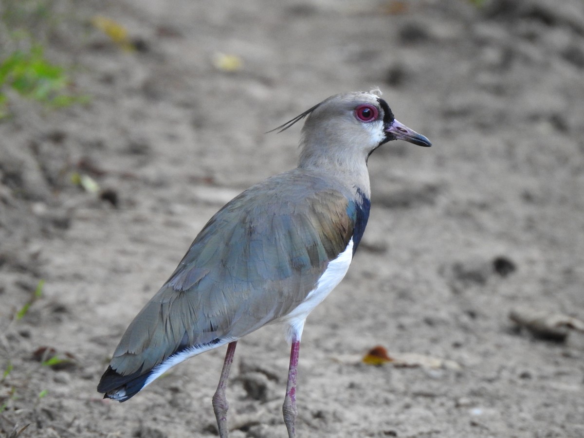 Southern Lapwing - ML500690701