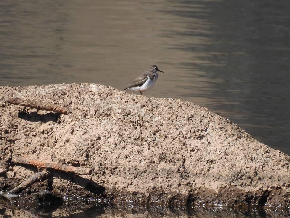 Spotted Sandpiper - ML50069131