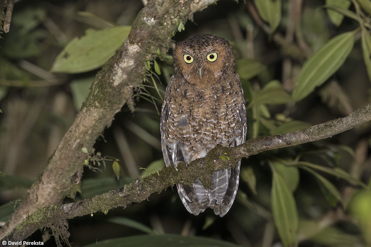 Bare-shanked Screech-Owl - ML500691621