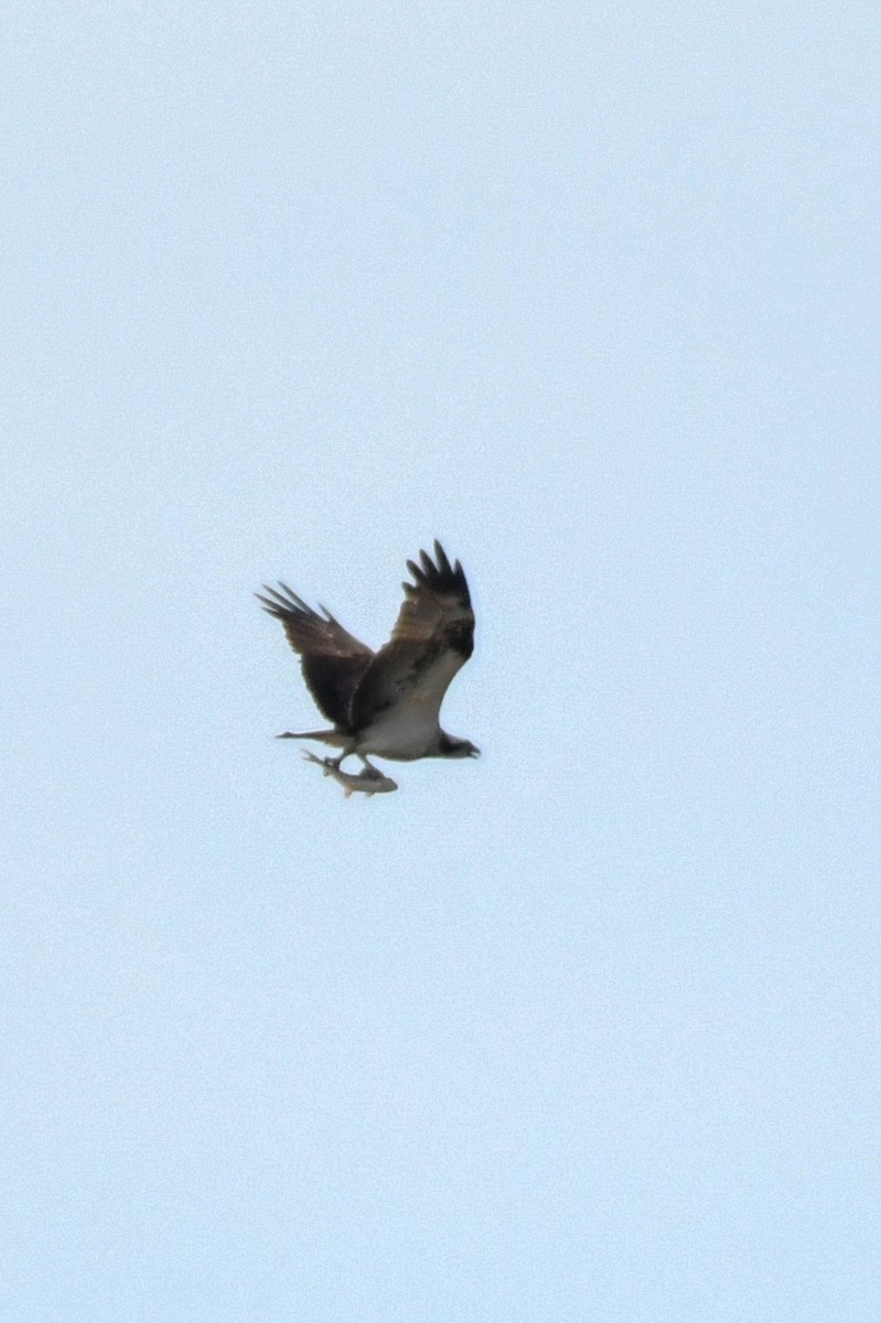 Águila Pescadora - ML500692751