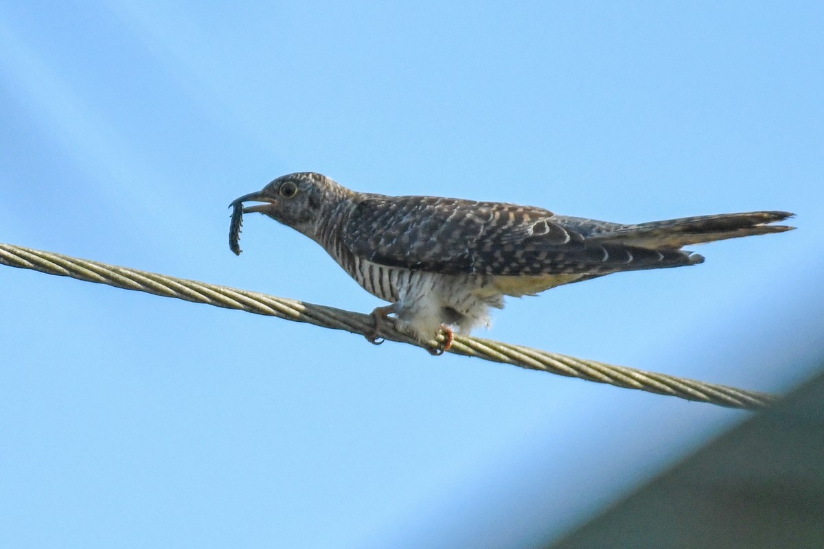 Common Cuckoo - Sreejesh Nair