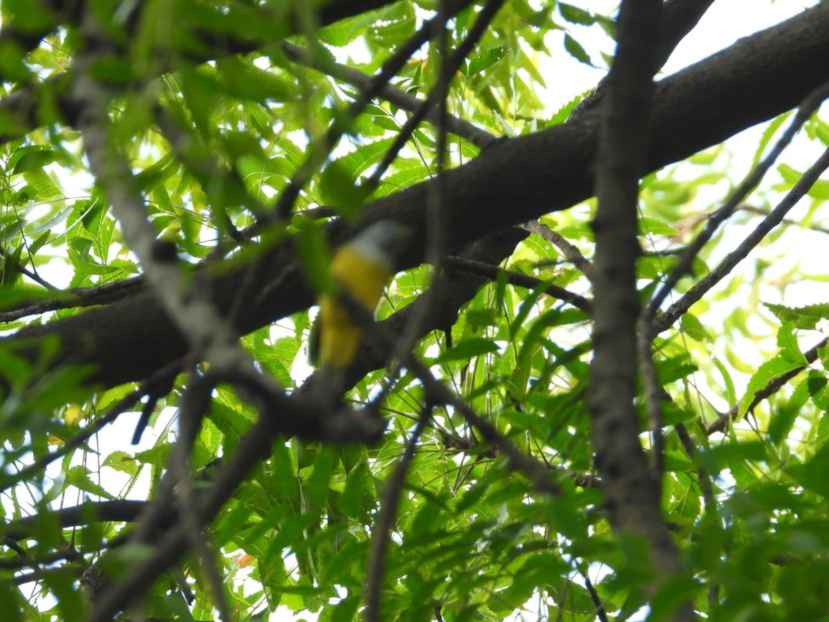 Gray-headed Canary-Flycatcher - ML500693601