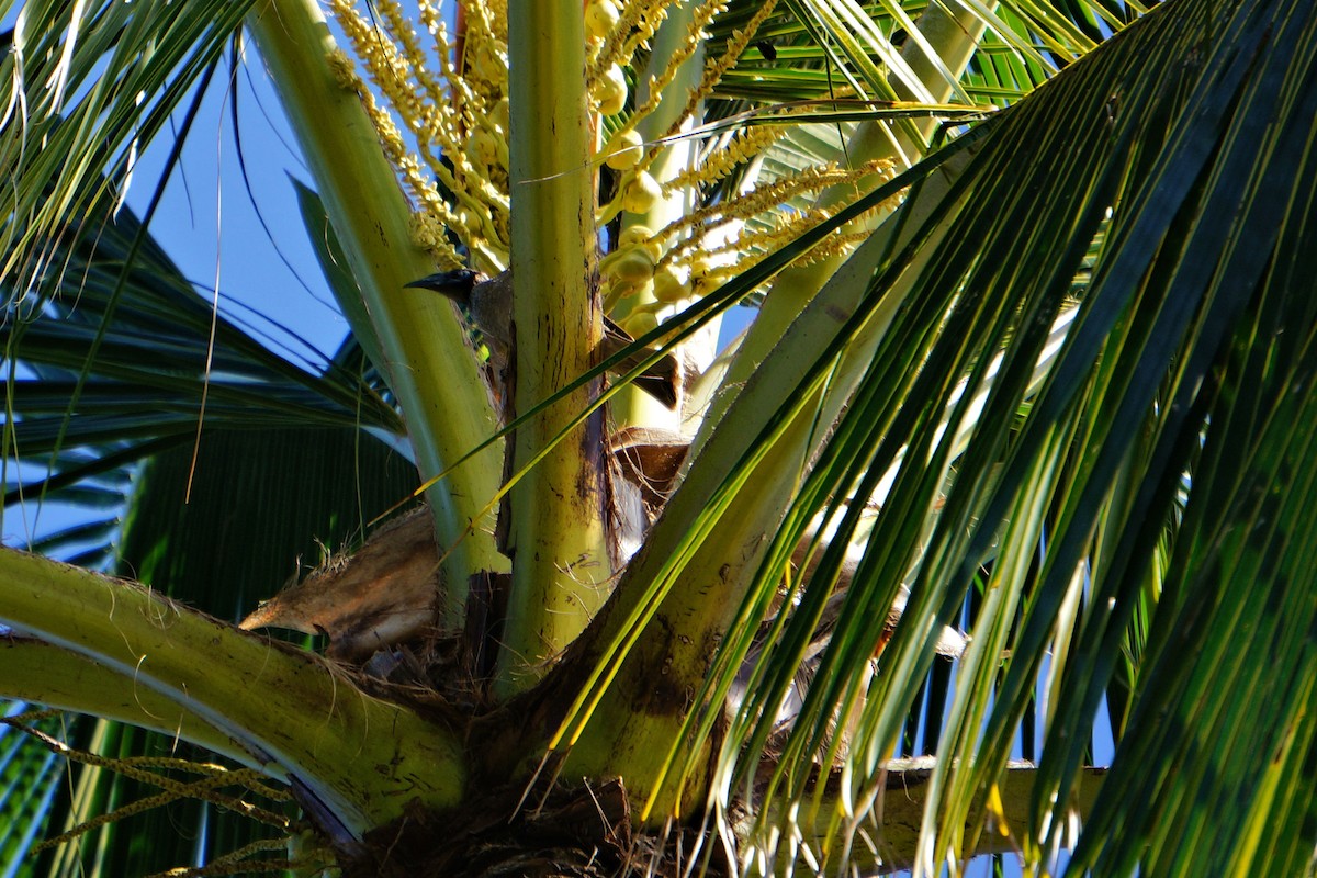 Helmeted Friarbird - ML50069391