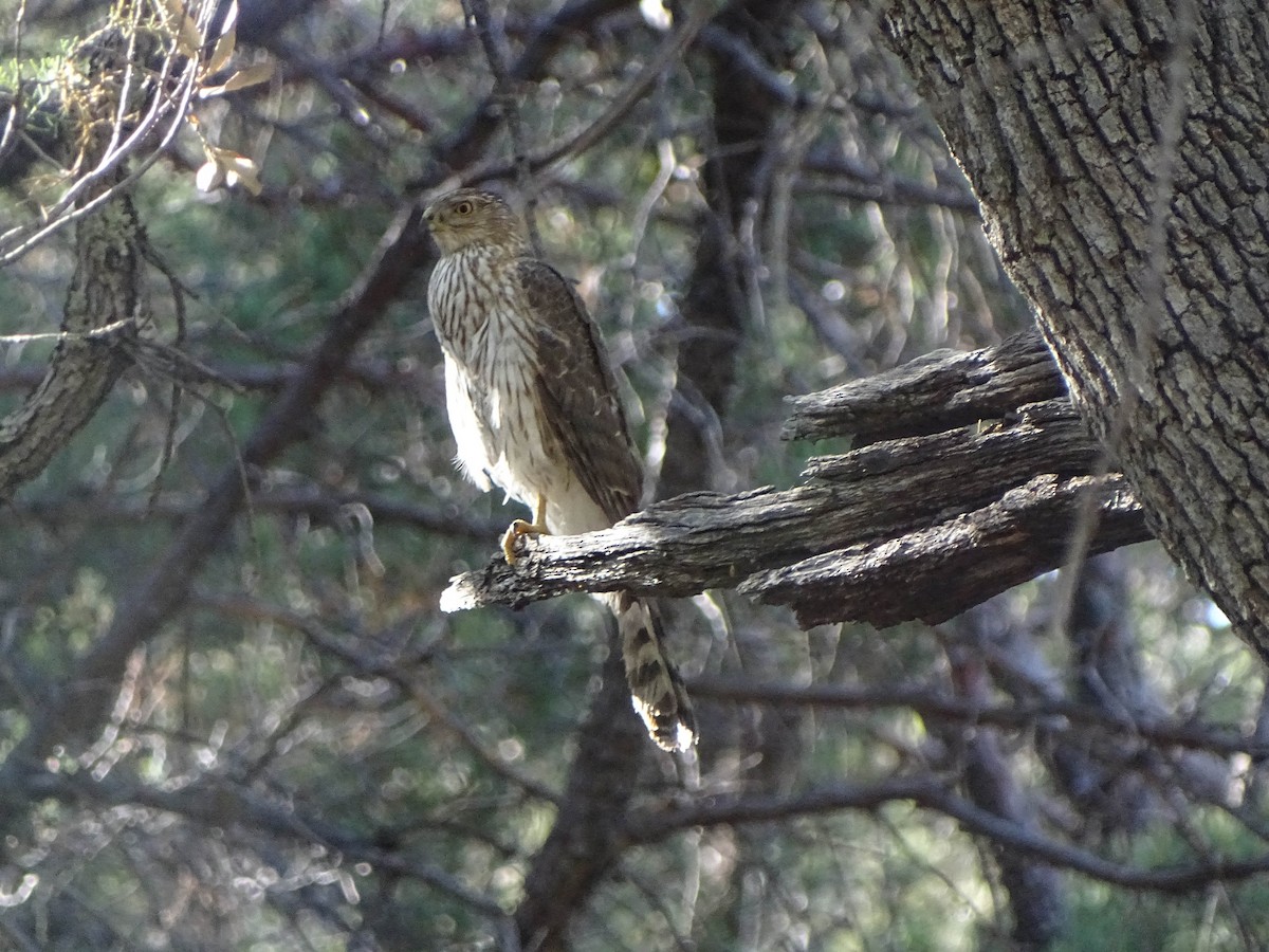 Cooper's Hawk - ML500693961