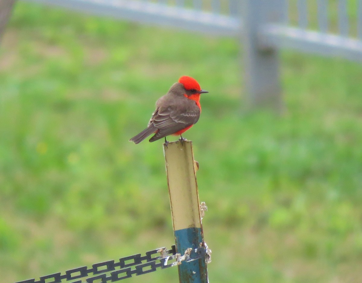 Vermilion Flycatcher - ML500694281