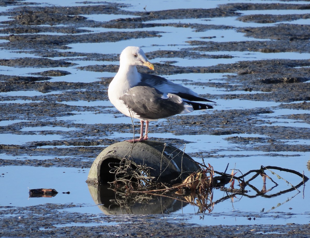 Goéland d'Audubon - ML500694381