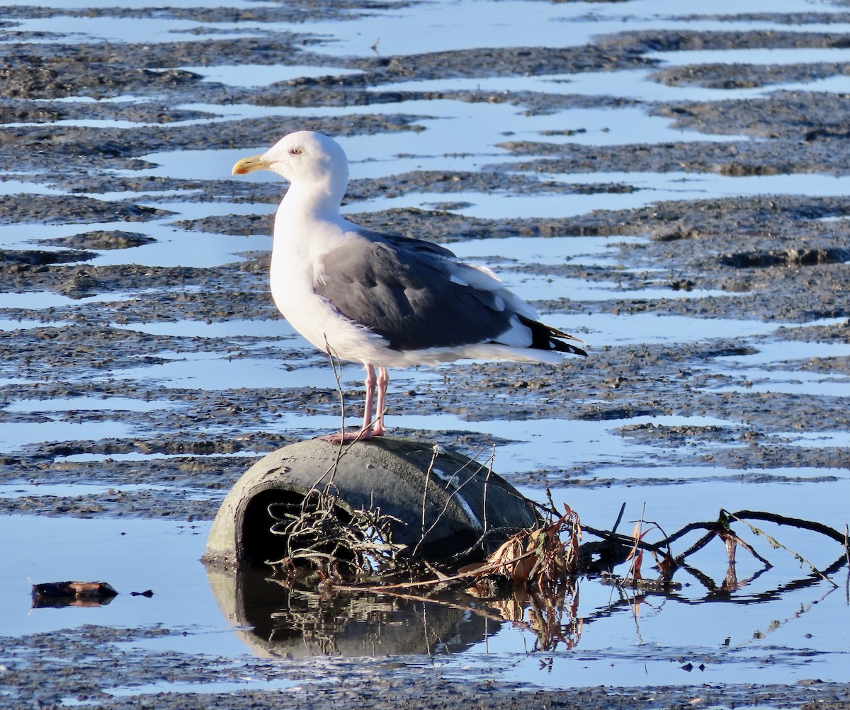 Goéland d'Audubon - ML500694391