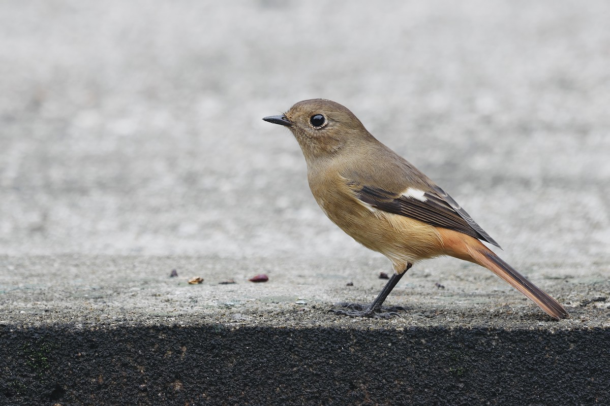 Daurian Redstart - Joshua Chong