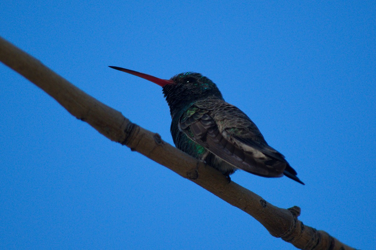 Broad-billed Hummingbird - Leslie Correia