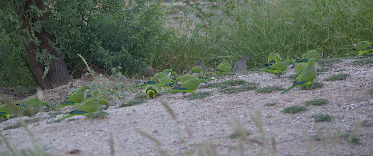 Monk Parakeet - ML500696621