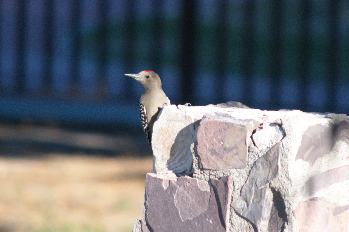 Gila Woodpecker - Leslie Correia