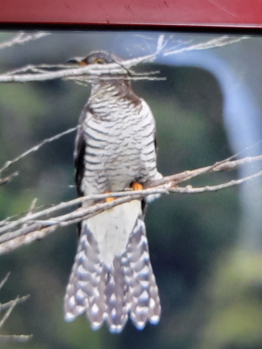 Common Cuckoo - Takayuki Uchida