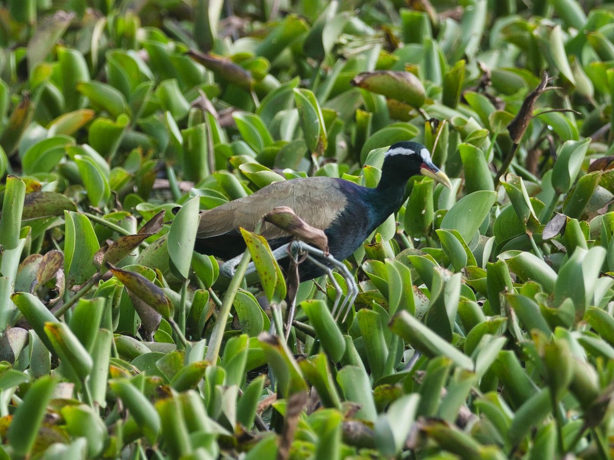 Bronze-winged Jacana - ML500699231