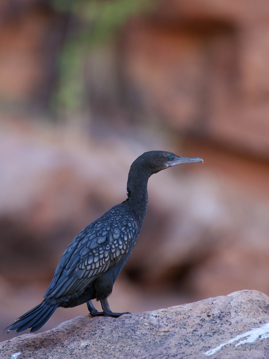 Little Black Cormorant - ML500699881