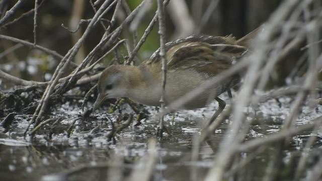 Little Crake - ML500699931