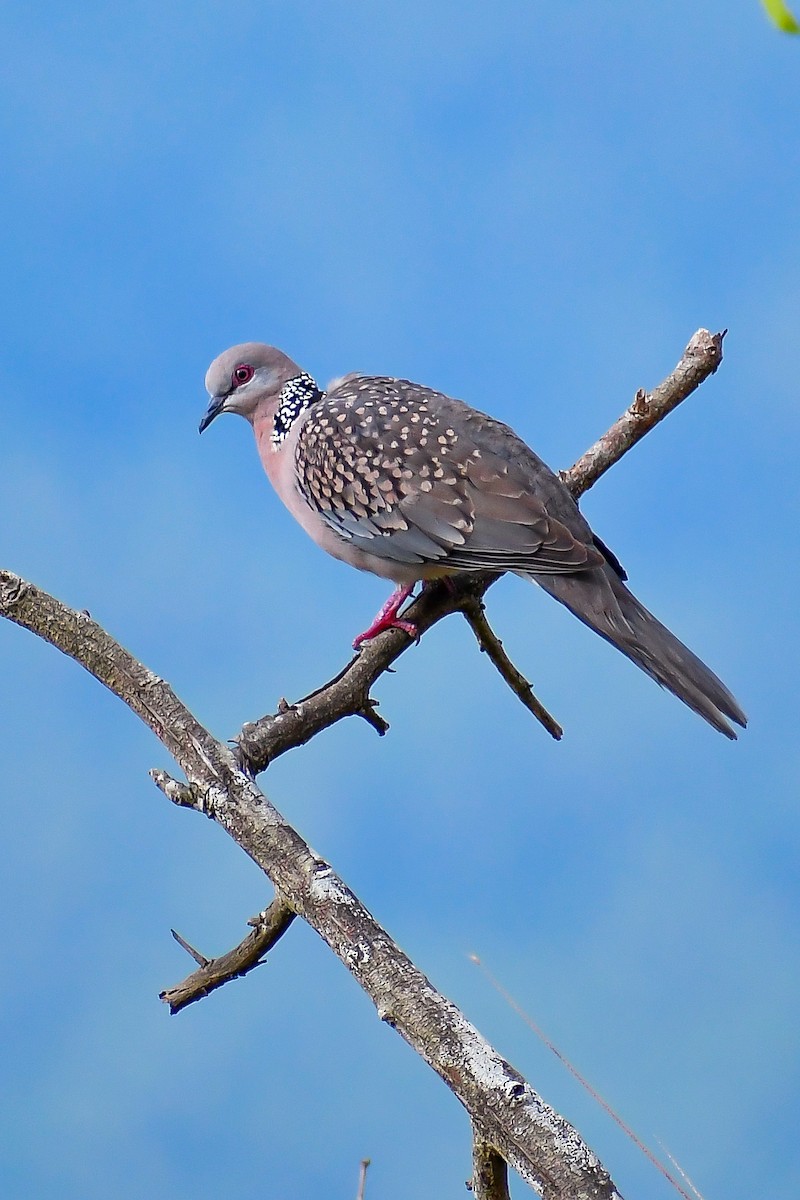 Spotted Dove - ML500700131