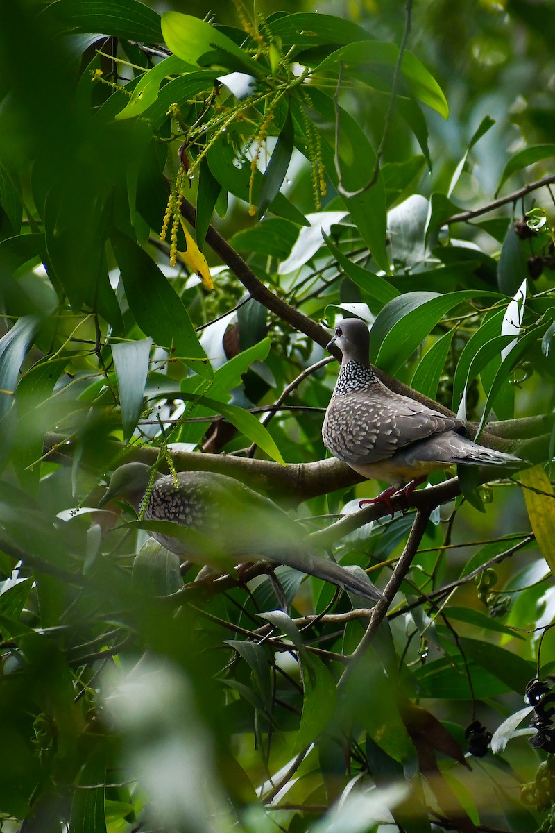 Spotted Dove - ML500700141