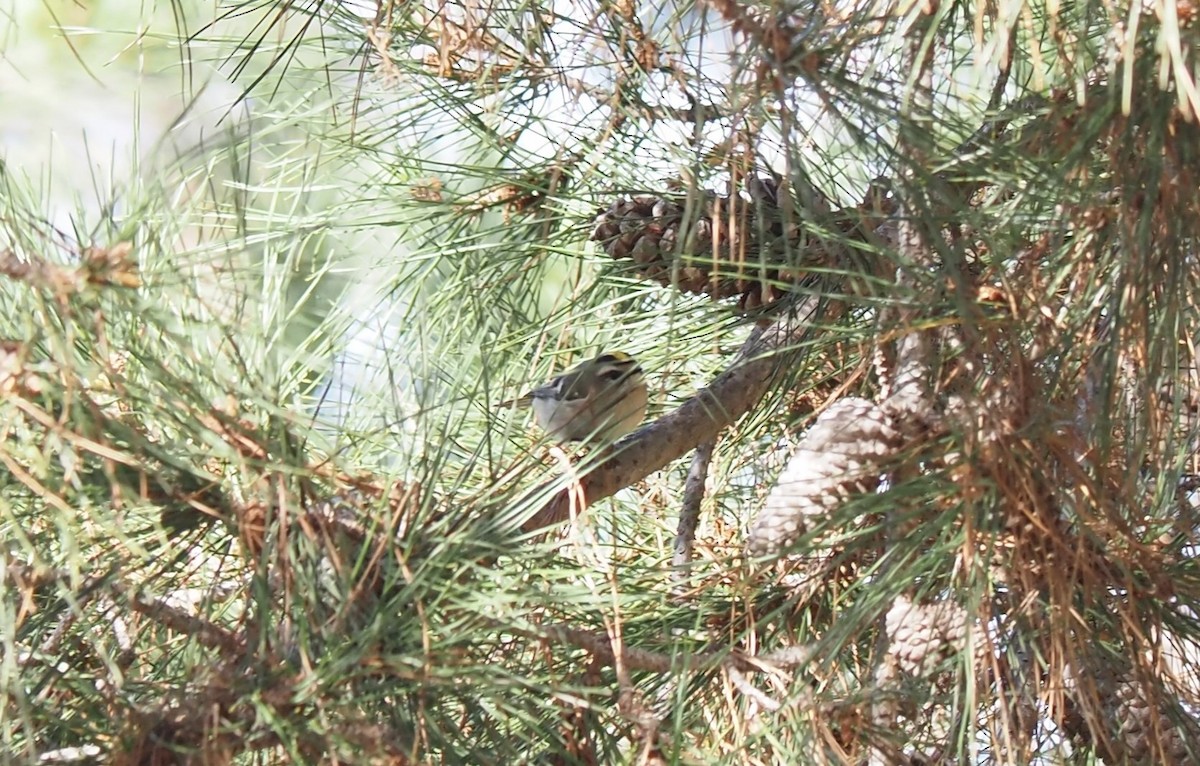 Golden-crowned Kinglet - Uma Sachdeva