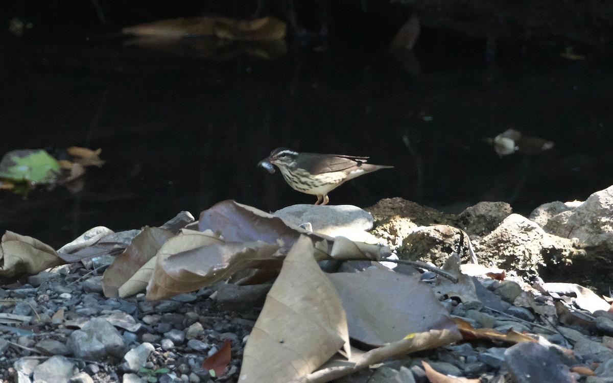 Louisiana Waterthrush - ML50070121