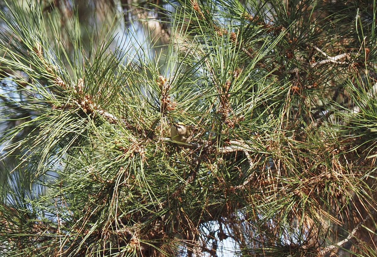 Golden-crowned Kinglet - Uma Sachdeva